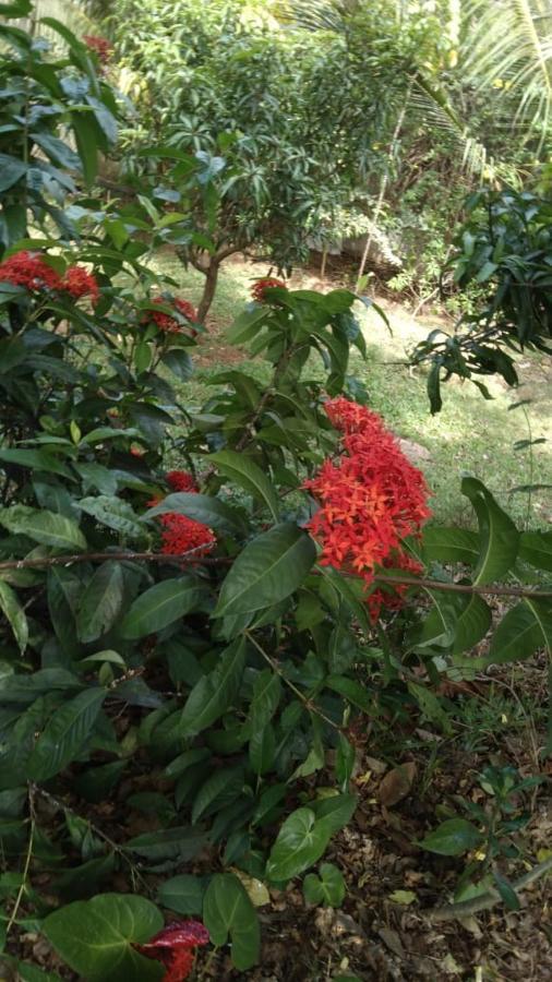 Golden Residence Anuradhapura Luaran gambar